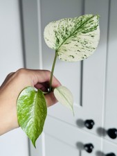 Rare Monstera Deliciosa Silver Star Variegated Rooting  Top Plant New Roots Grow