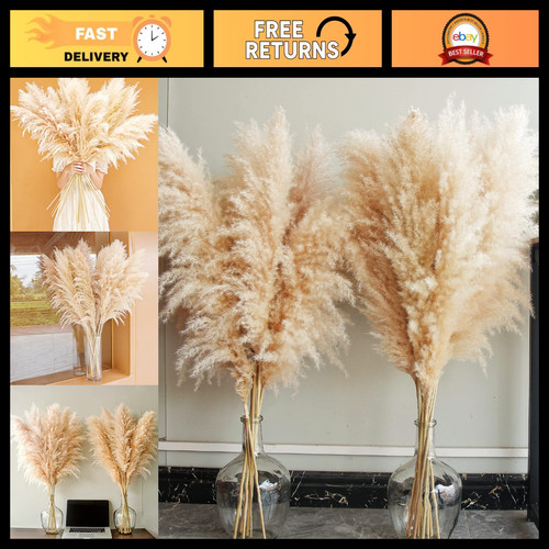 Natural pampas grass stems - pampas,