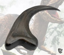 Velociraptor Claw - Jurassic