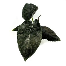 Alocasia antoro velvet - alocasia, velvet’