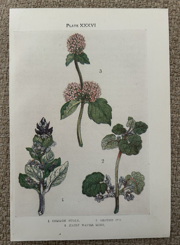 Antique print bugle ground ivy - print,