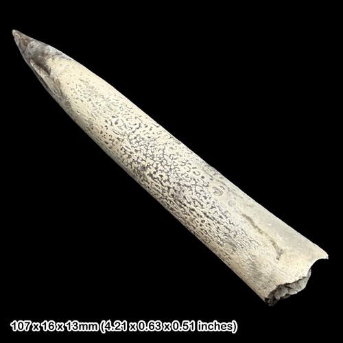Belemnite fossil jurassic - belemnite,