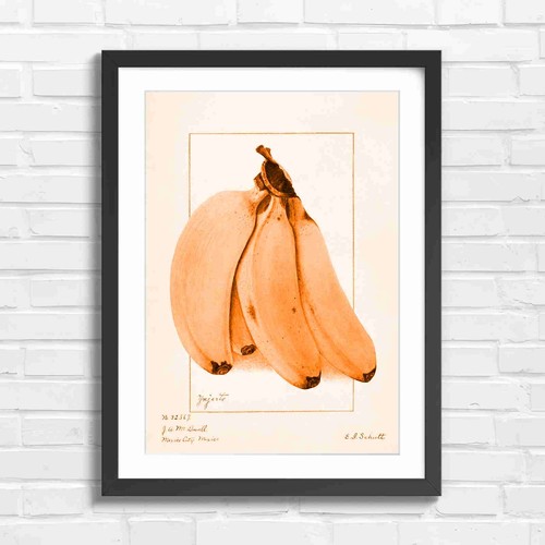 Botanical vintage - botanical,