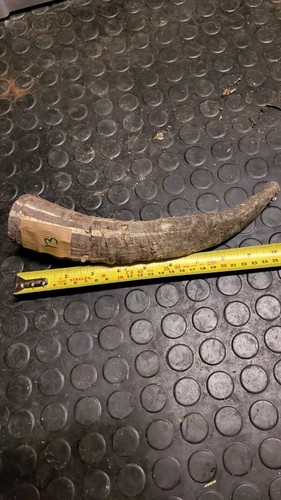 Old large horn craft stick - craft,