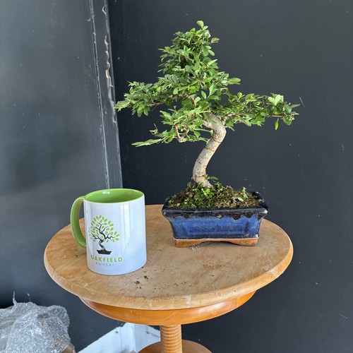 Bonsai tree shape - s,