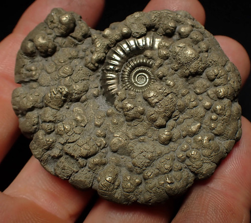 Crucilobiceras pyrite ammonite