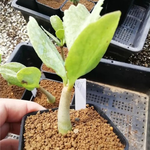 1piece 8cm seedgrowth - 1piece,