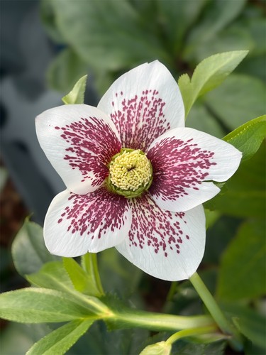 Hellebore white lady spotted - white,