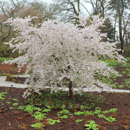 The bride flowering cherry - bride,