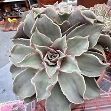 Echeveria Madiba large double