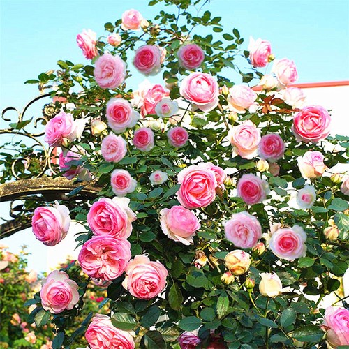 300pcs lotus rose seeds mix - seeds,
