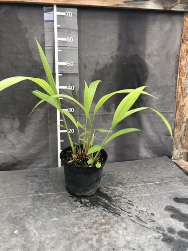 Setaria palmifolia