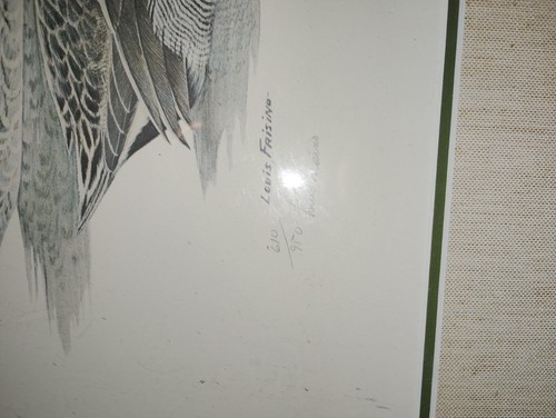Pair teal wildfowl - teal,