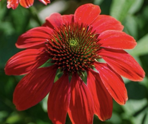 Echinacea coneflower red - echinacea, in