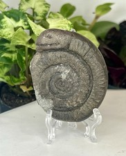 Whitby Snakestone Jurassic