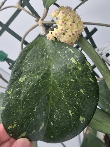 Rarely offered hoya - rarely,