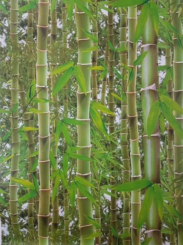 Bamboo forest wallpaper green - forest,
