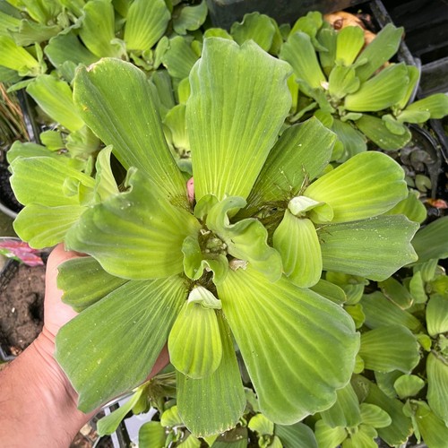 Extra large water lettuce - 2,