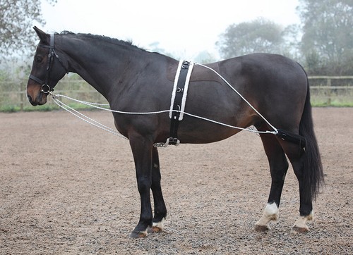 Shires horse pony - horse, lunging