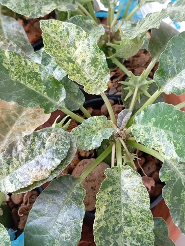 Rare variegated dorstenia - ,