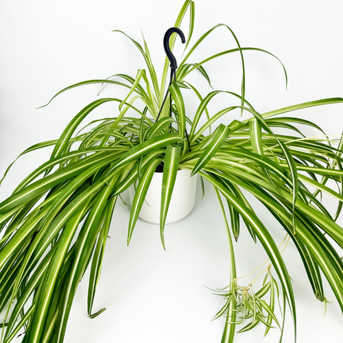 Spider 17cm hanging houseplant - 17cm,