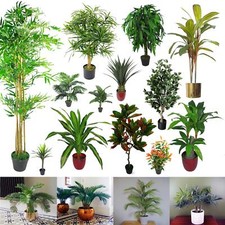 LARGE PALM Tropical Plants for