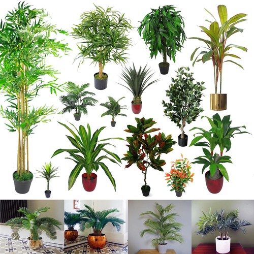 Large palm tropical plants for - large,