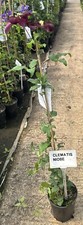 Clematis 'Niobe' Fast-Growing