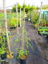 5ft  inc. pot 7litre Weeping