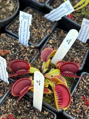 Venus fly trap big mouth - venus,