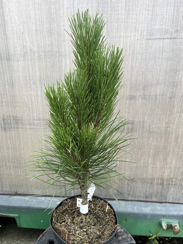 Austrian pine pyramidalis - pine,
