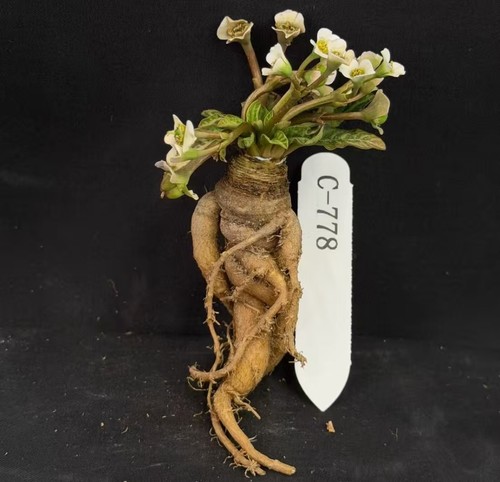 6pcs rare plant - 6pcs,