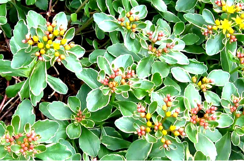 Sedum kamtschaticum 9cm pot - kamtschaticum,