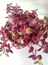 Crassula Calico Kitten