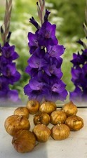 1-1000 PURPLE FLORA GLADIOLI BULBS/CORMS VELVETY PURPLE GARDEN SUMMER PERENNIAL 