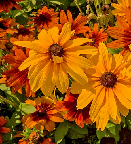 400x rudbeckia hirta - 400x,