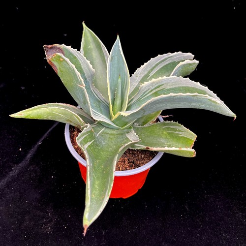 Agave gypsophila ivory - agave,