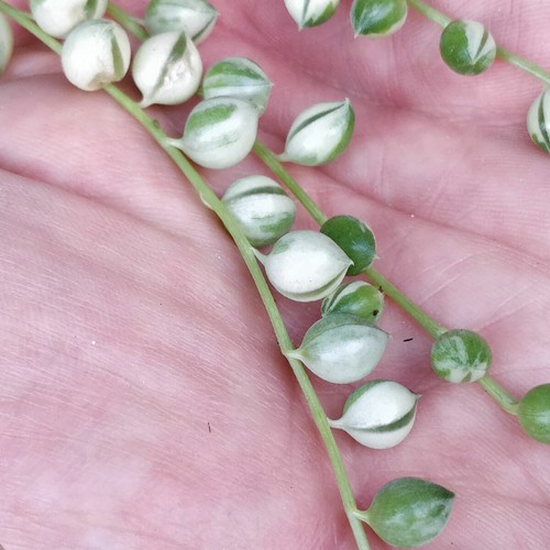 Senecio rowleyanus variegata - variegata, |