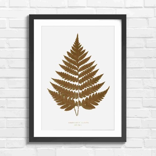 Botanical fern leaf art sepia - botanical,