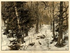 RABBITS IN THE WOODS, SNARE HUNTING, RABBIT SNARE TRAP