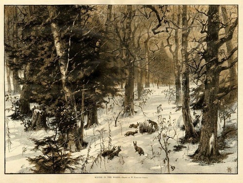 Rabbits the woods snare - in, woods,