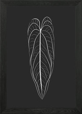 Anthurium Warocqueanum G