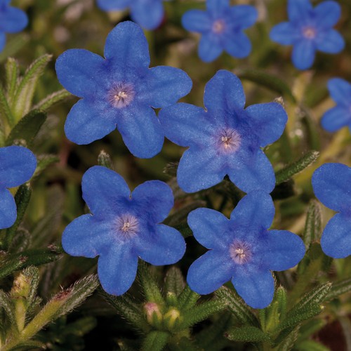 Lithodora heavenly blue - heavenly,
