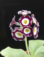 Primula auricula 'Seedling