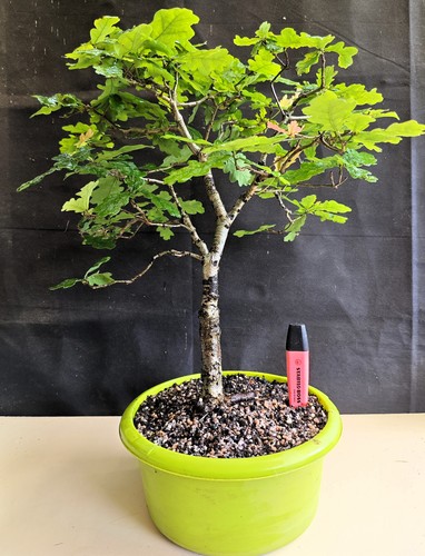 English oak bonsai material - oak,