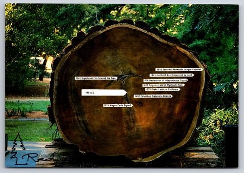 Postcard redwood tree trunk - redwood,