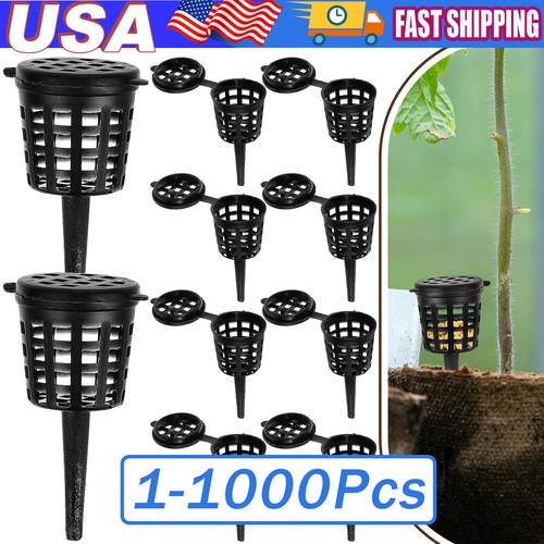 1000 pcs bonsai - 1000, fertilizer