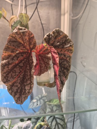 Snow capped begonia - begonia, highly