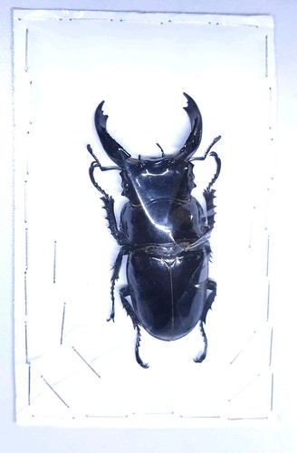 Rare lucanidae xxl mesotopus - rare,
