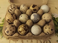 Dozen (12) Coturnix Quail